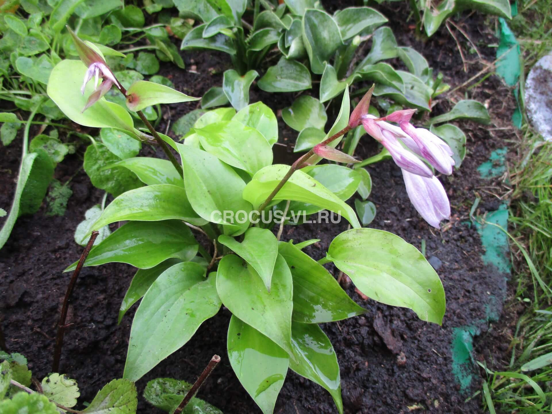 Хоста гибридная «Appletini» Хоста гибридная «Appletini»